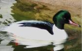 This fish eating diving duck is found on the estuaries in the Borders area